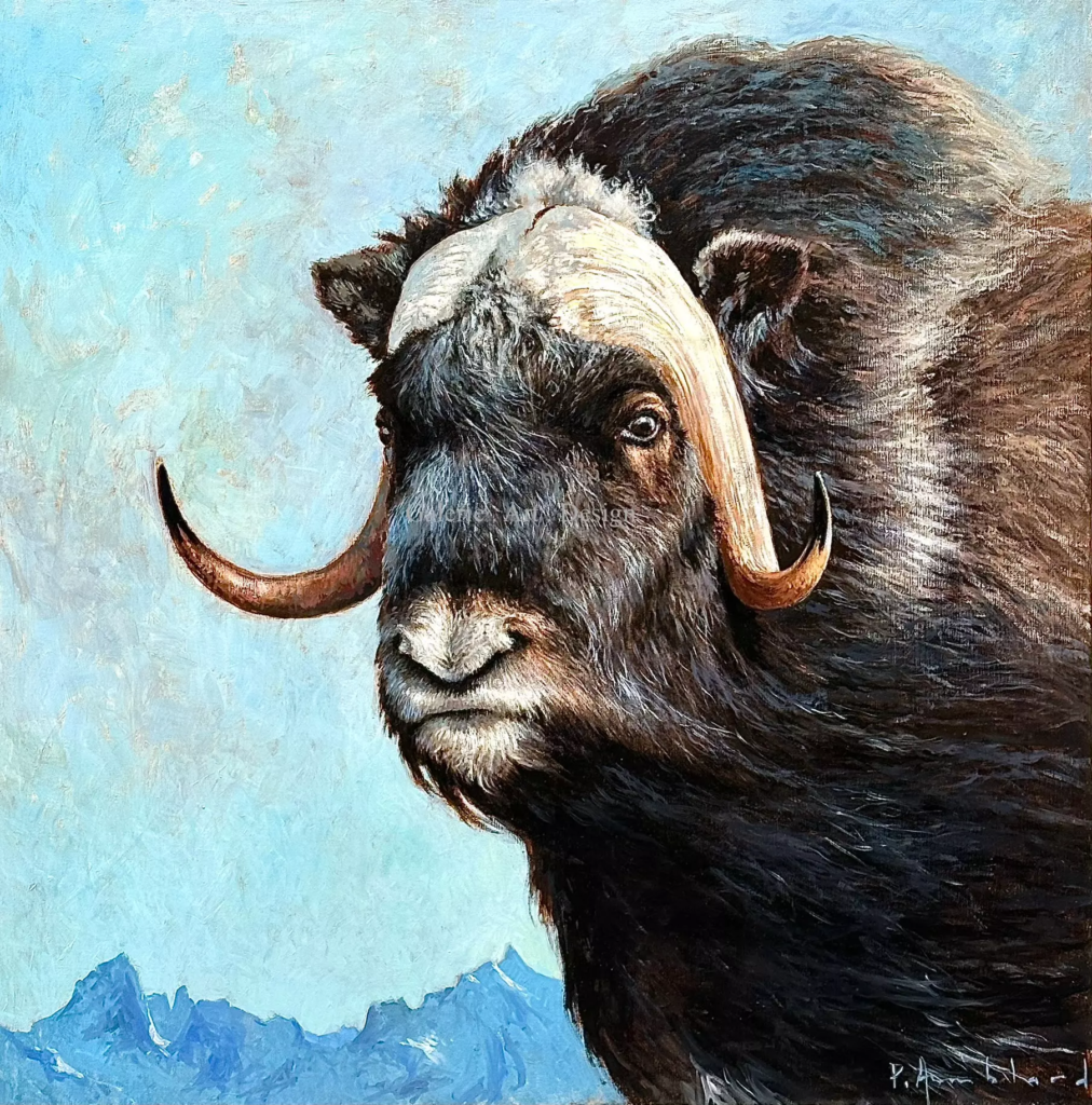 Image Bœuf musqué du Groenland