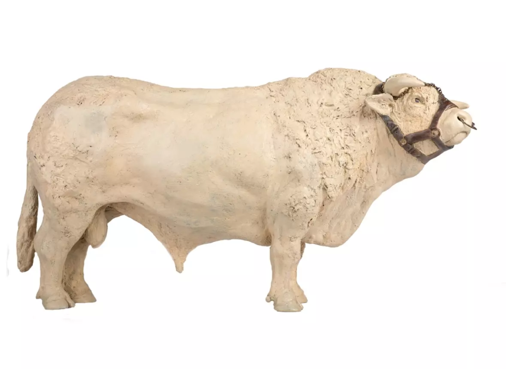 Image Coquet, Grand Taureau Charolais