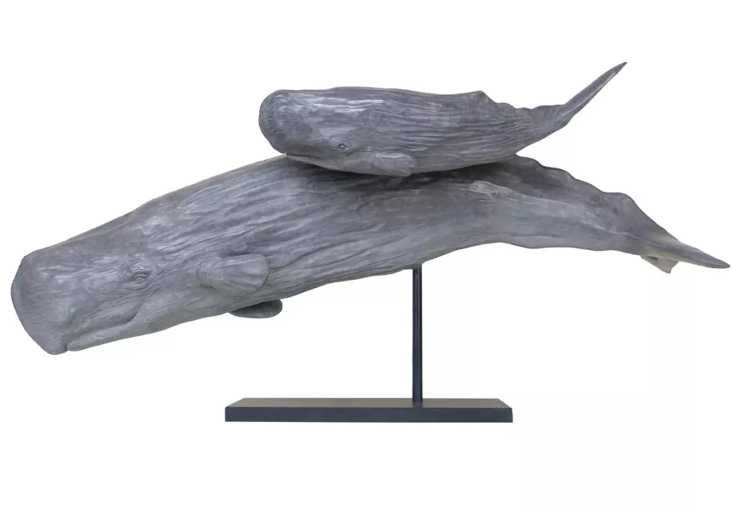 Image Cachalot et son petit