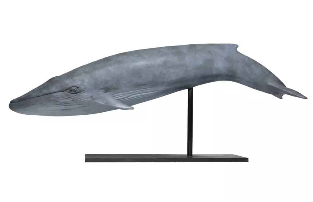 Image Baleine bleue