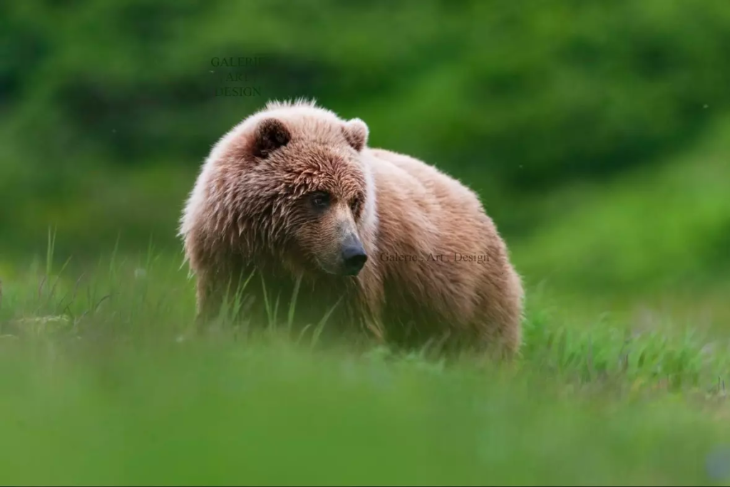 Image Teddy la peluche