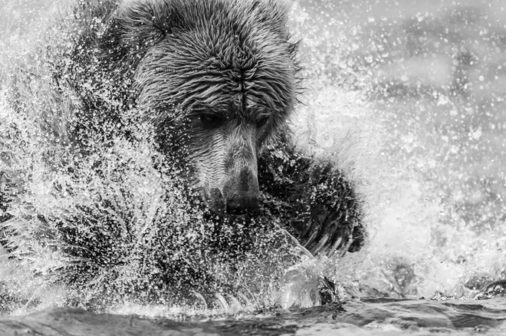 Image Toutes griffes dehors