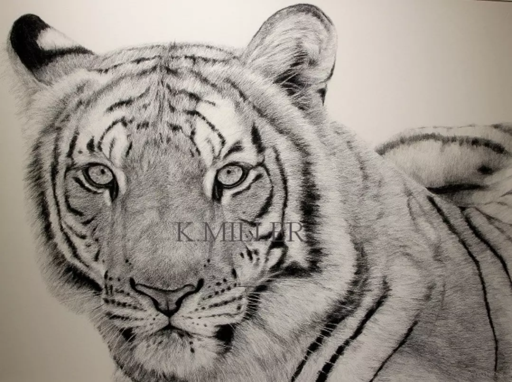 Image Tigre du bengale