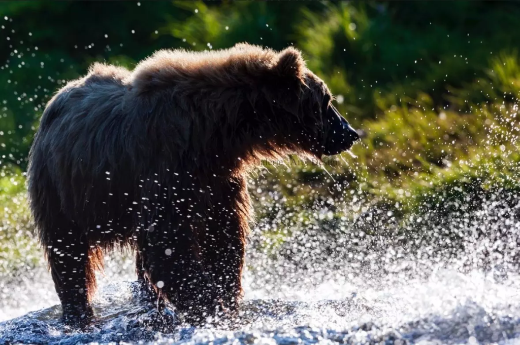 Image Pêche en rivière
