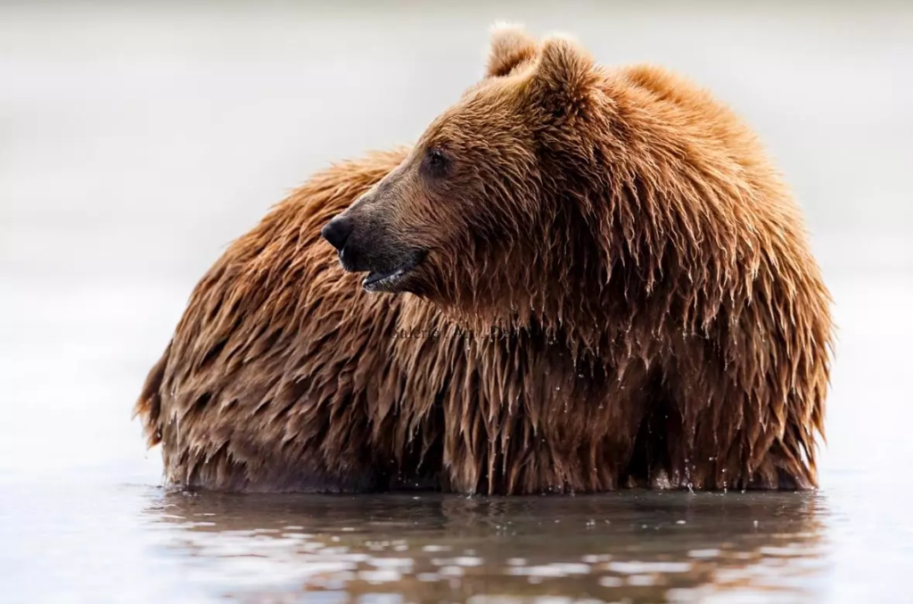 Image Le bain de Teddy