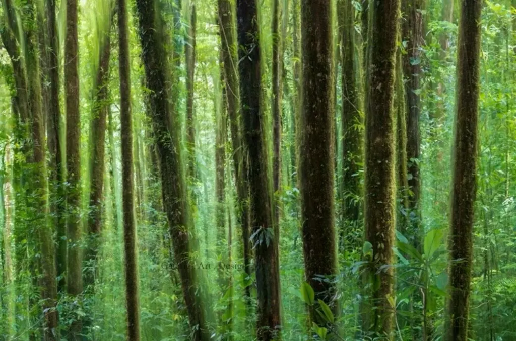 Image Esprit de la forêt