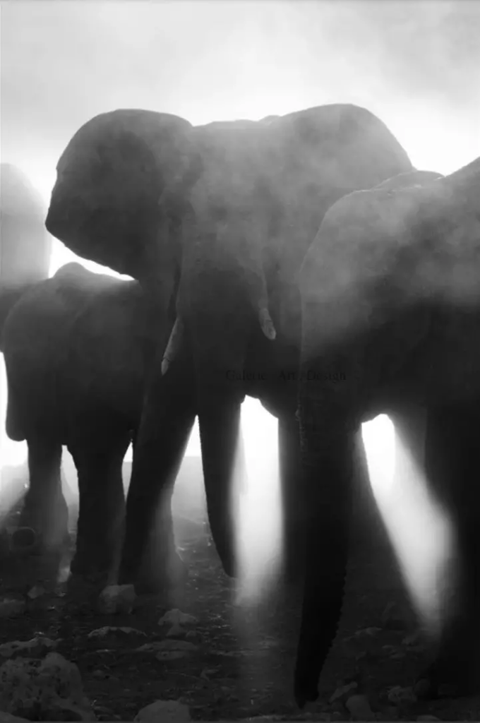 Image Lumière d’or au trou d’eau 2