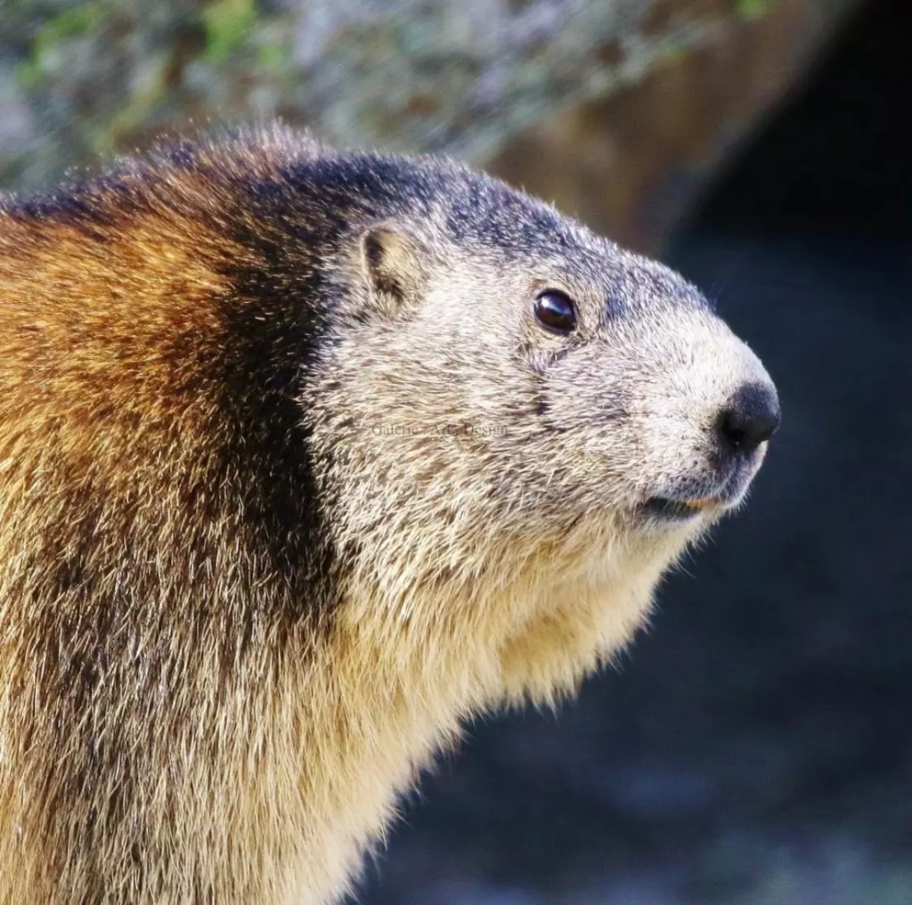 Image Marmotte
