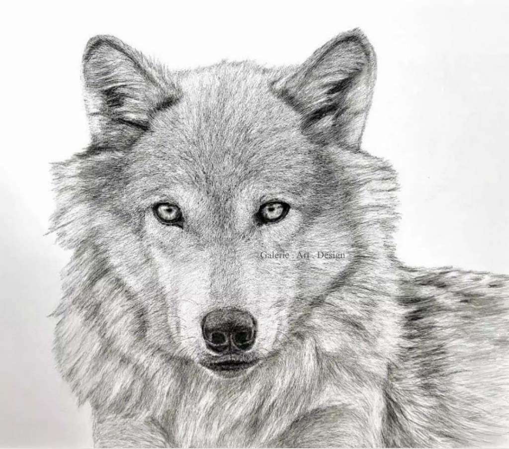 Image Loup 03
