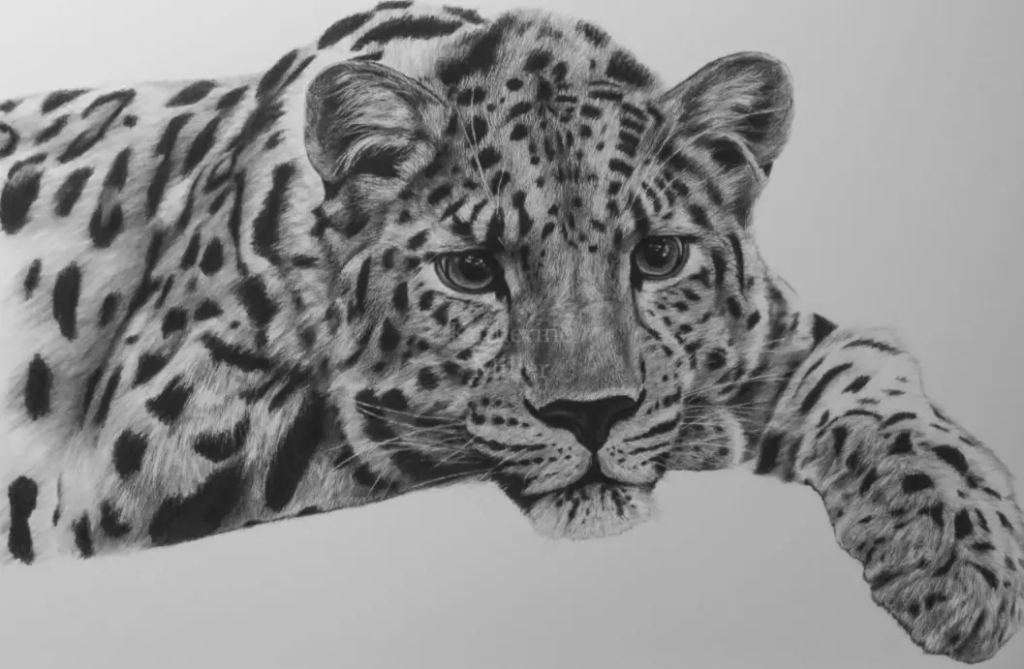 Image Léopard de l’amour