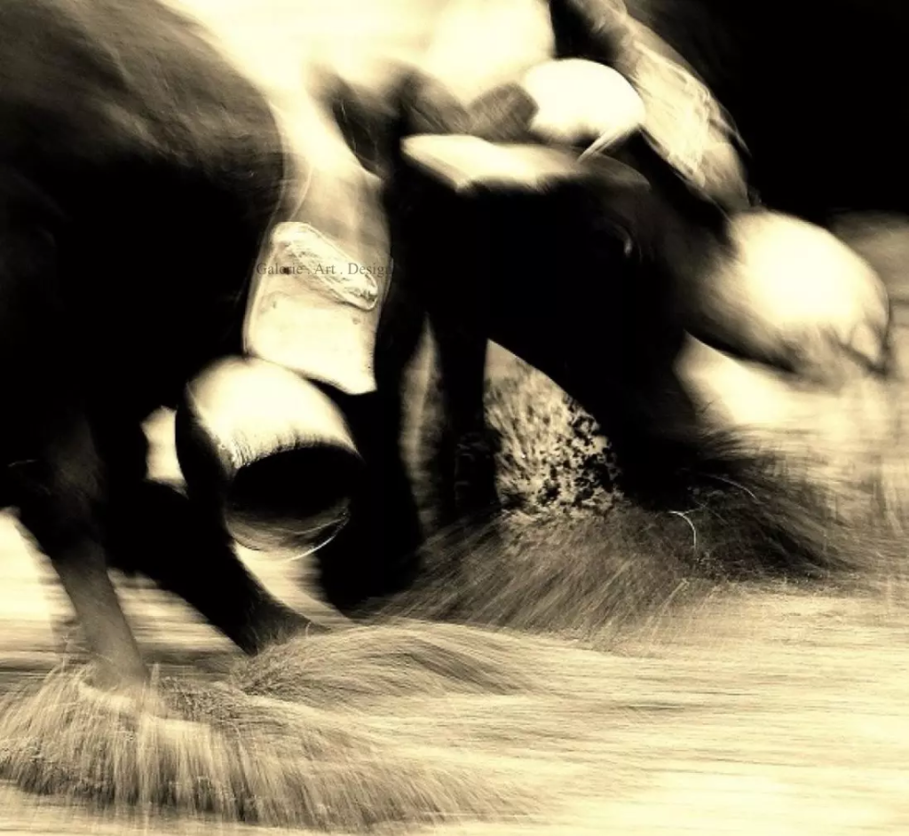 Image Bov in mouv II