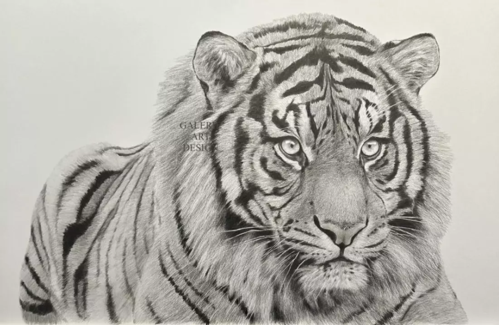 Image Tigre de Sumatra 01