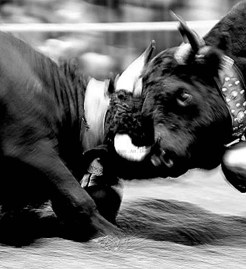 Image Bov in mouv II