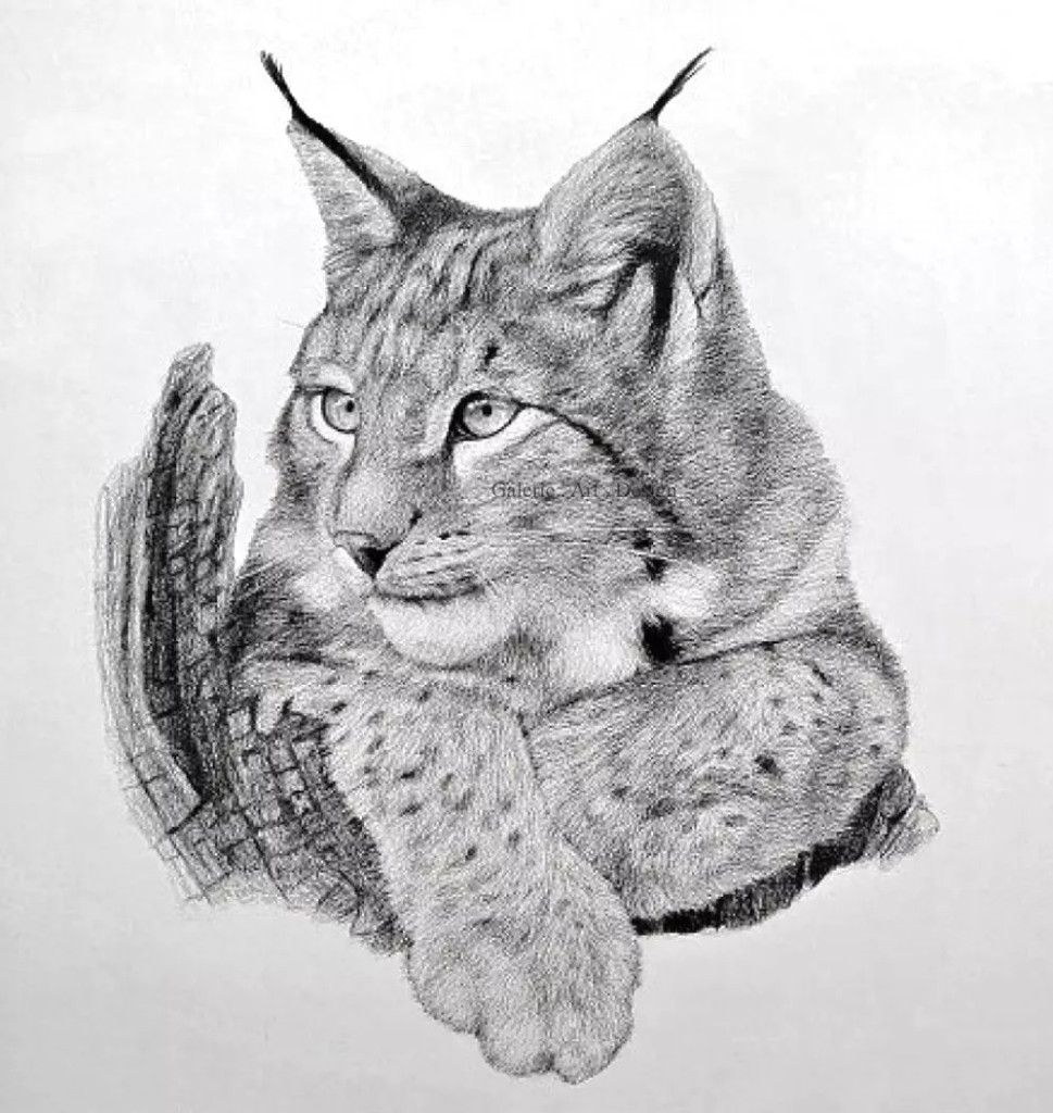 Image Jeune lynx boréal II