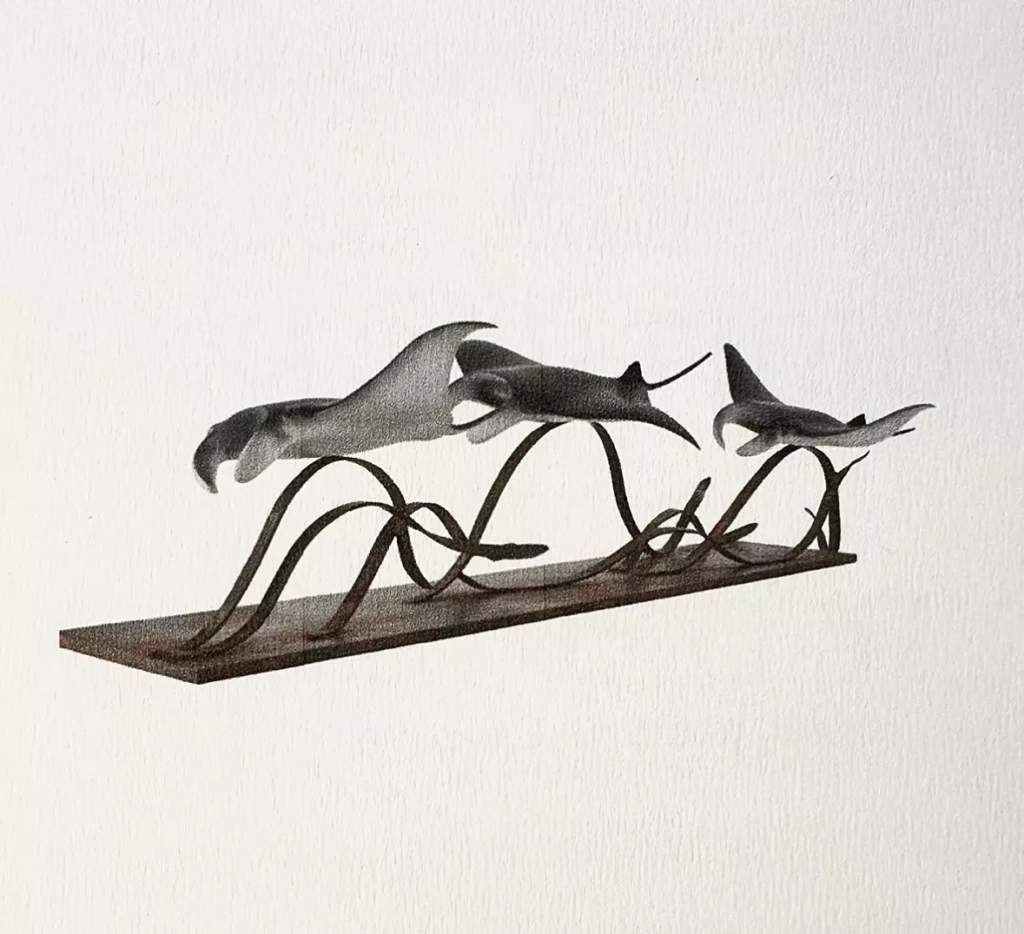 Image Les Raies Manta