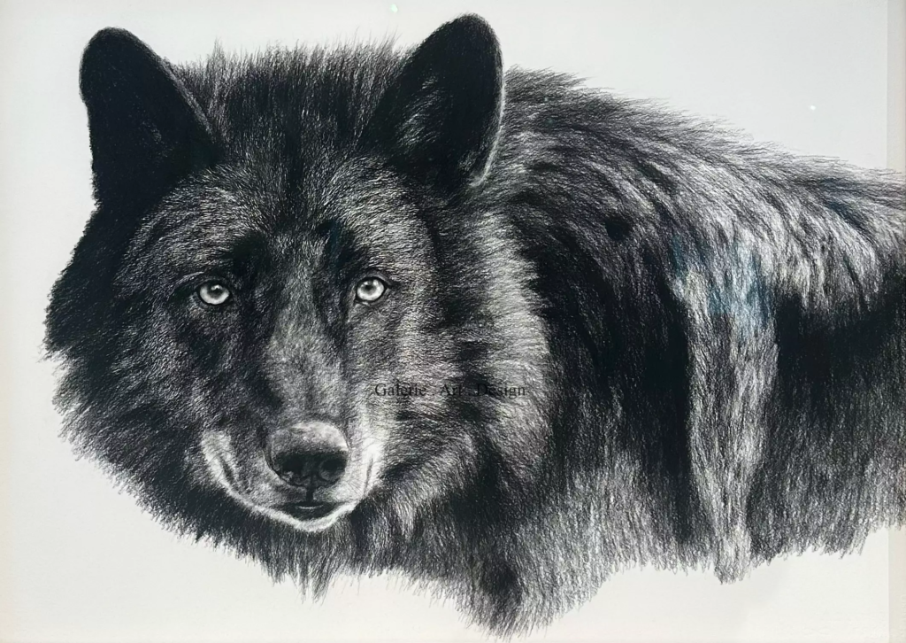 Image Black timber Wolf