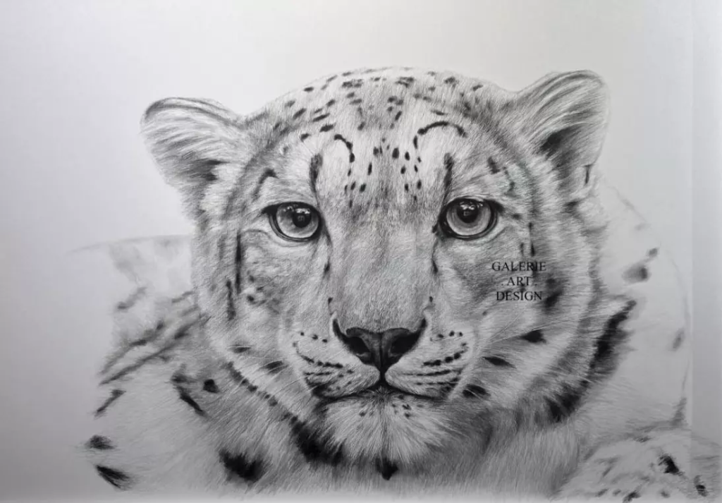 Image Panthera uncia