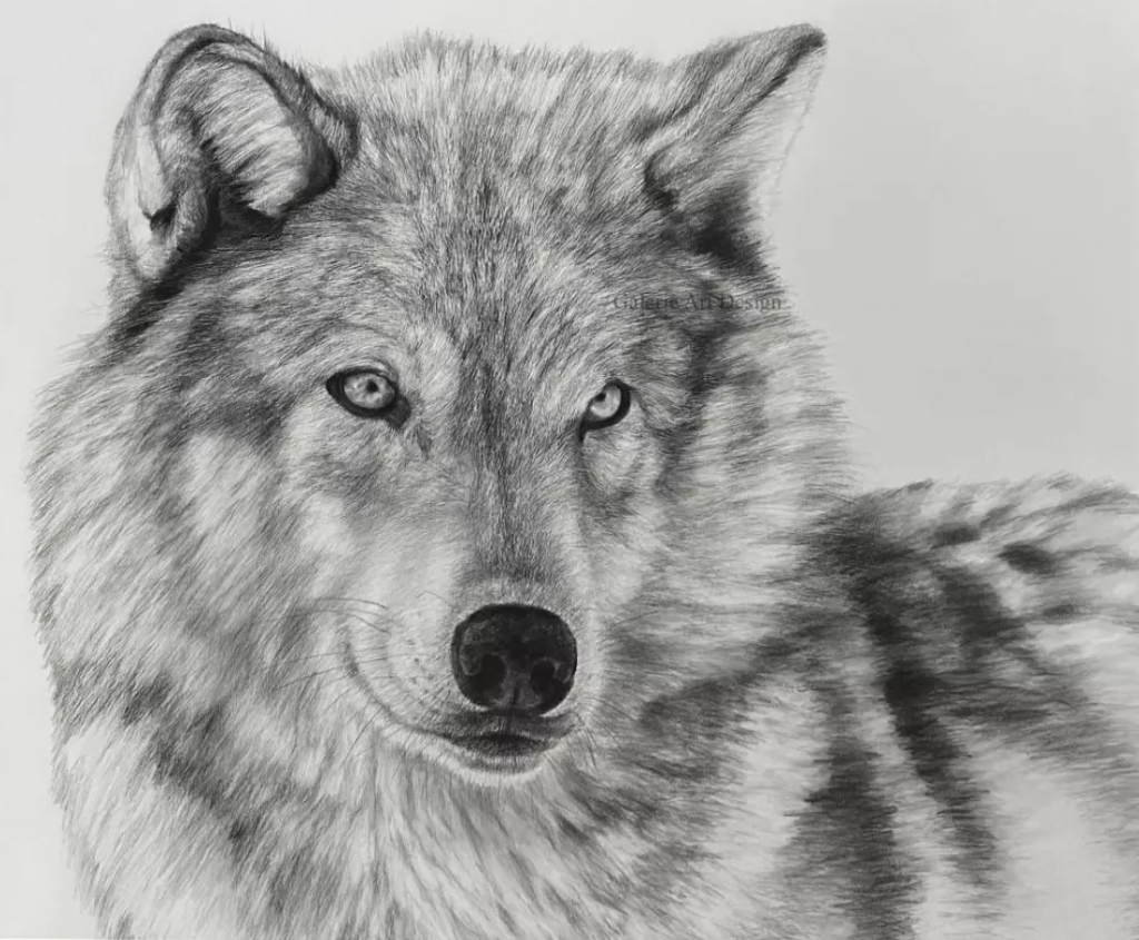 Image Loup 02