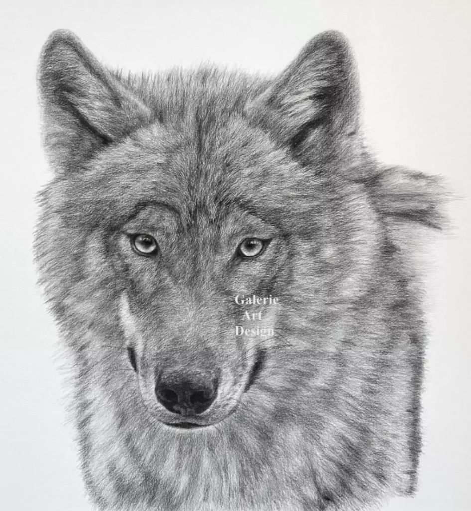 Image Loup n°1