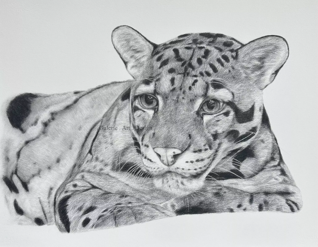 Image Panthère Nébuleuse