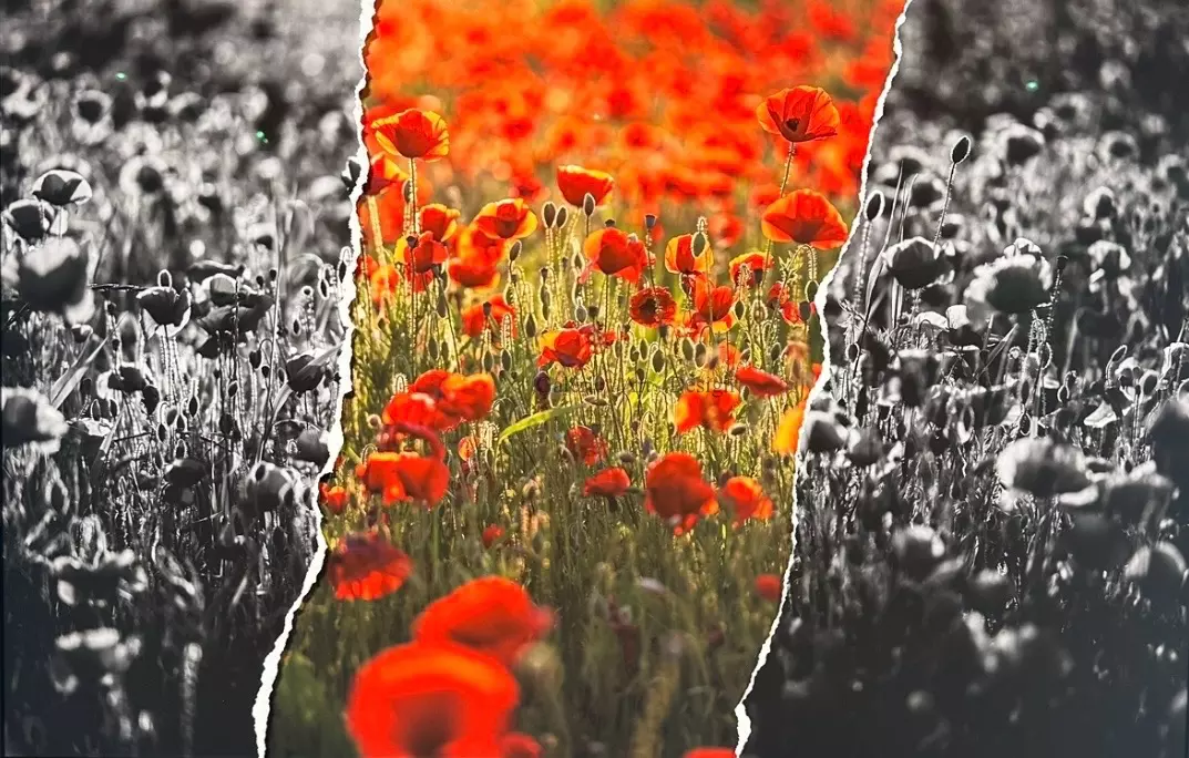 Image Rouge Coquelicots 3