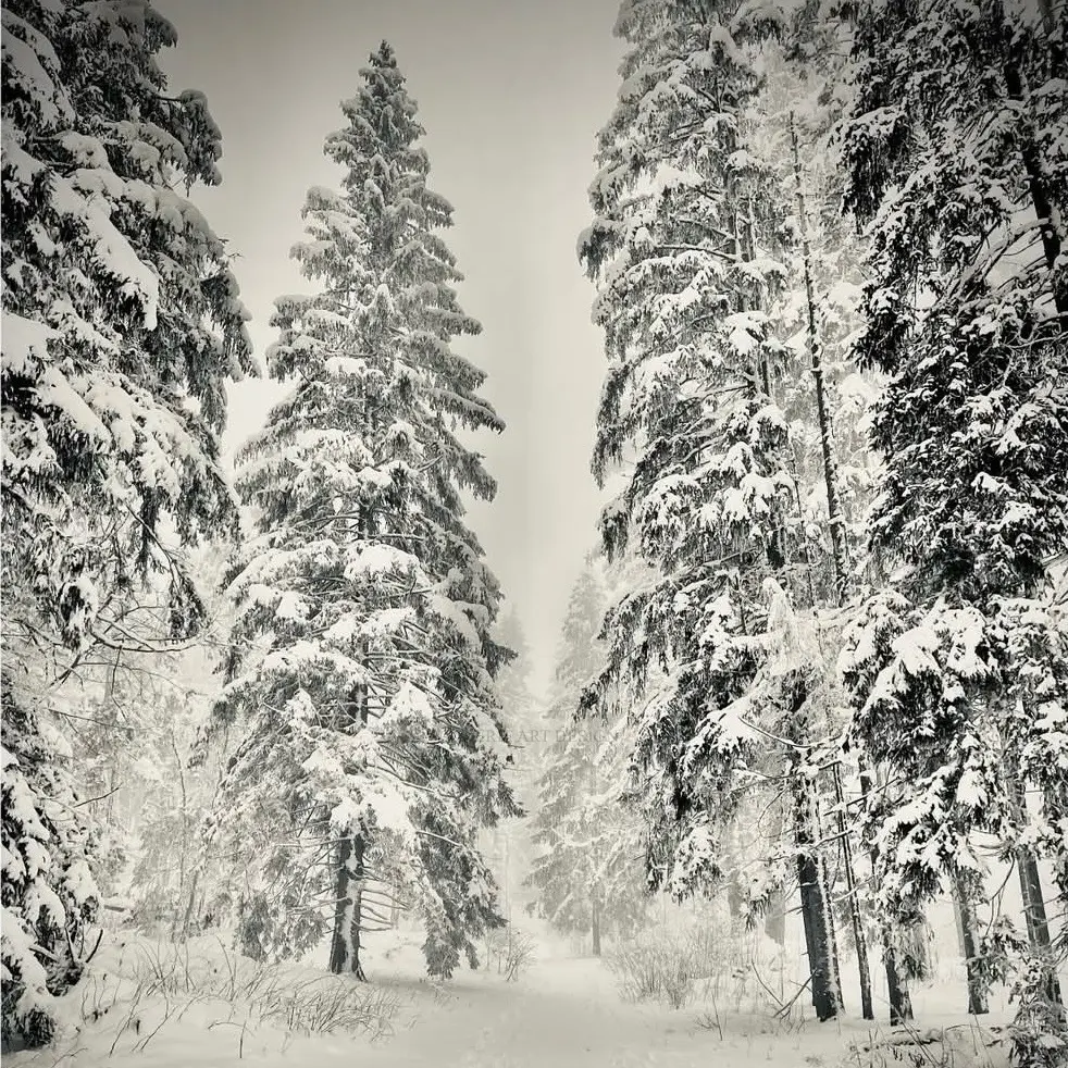 Image Forêt hivernale 1