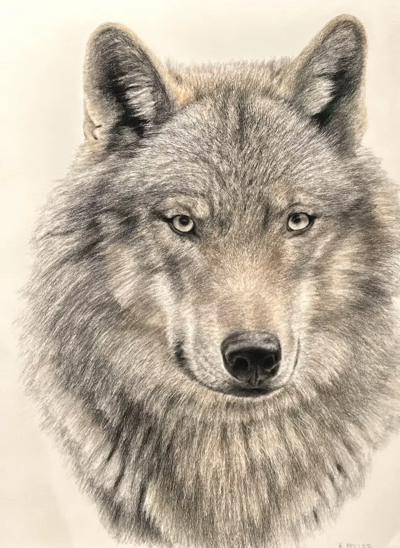 Image Canis Lupus 03