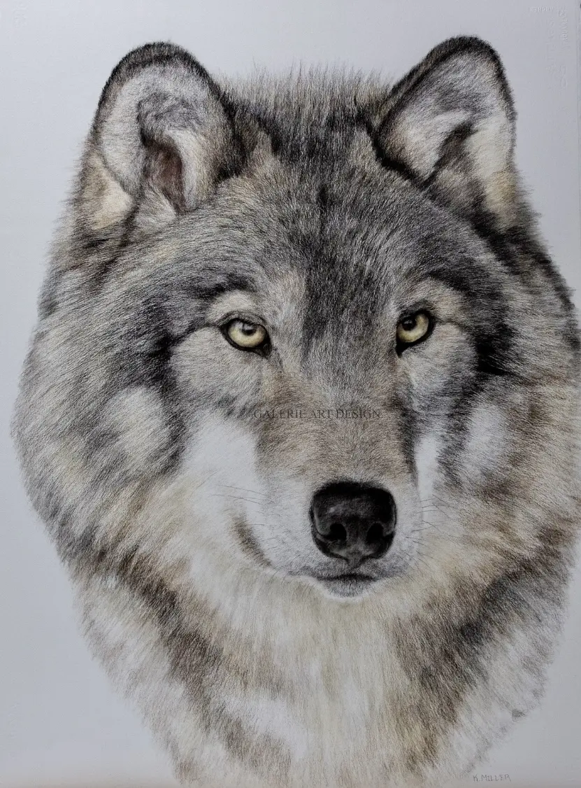 Image Timber Wolf 02